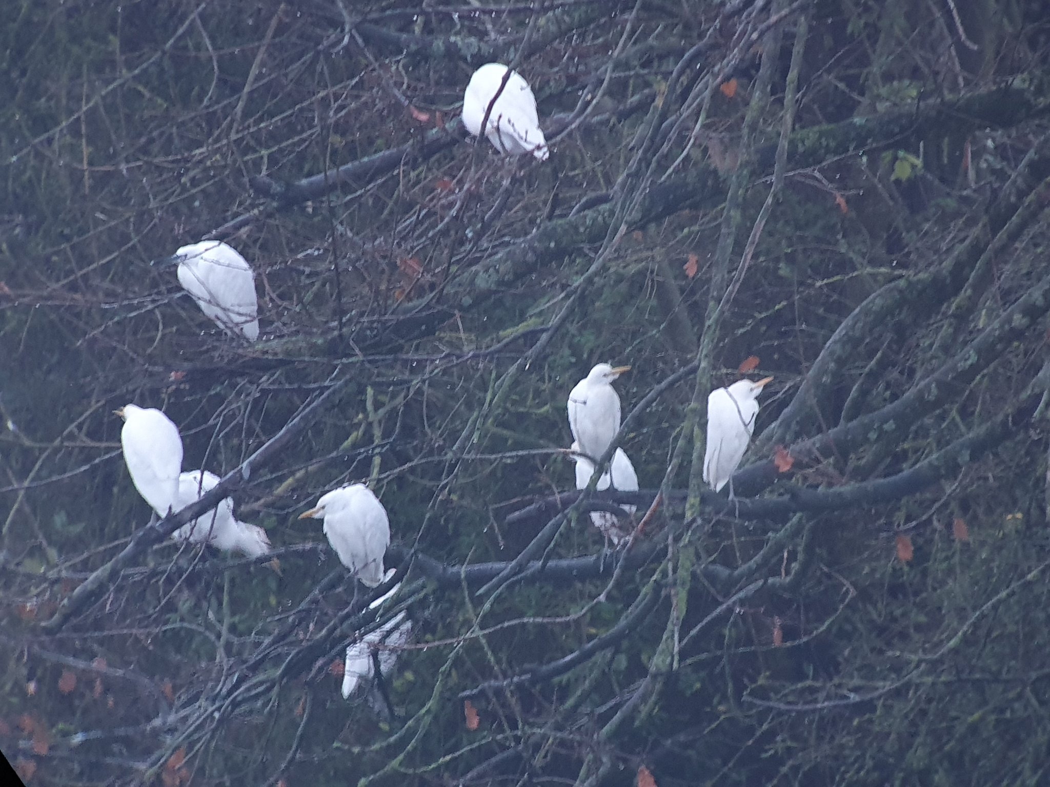 Egrets? We've got a few...