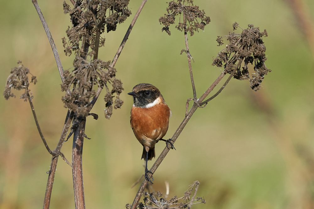 Wildlife Sightings for 27th September 2026