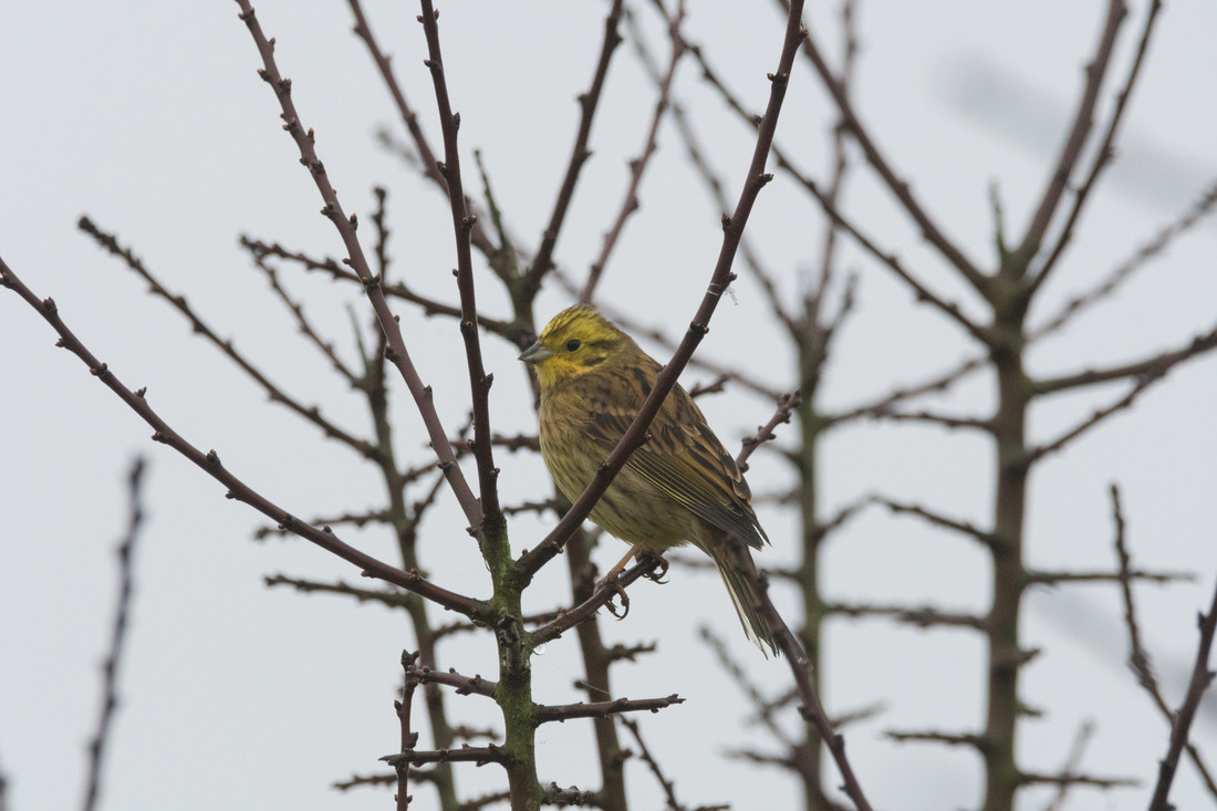 Yellowhammer (c) Alec Taylor WWT.jpg