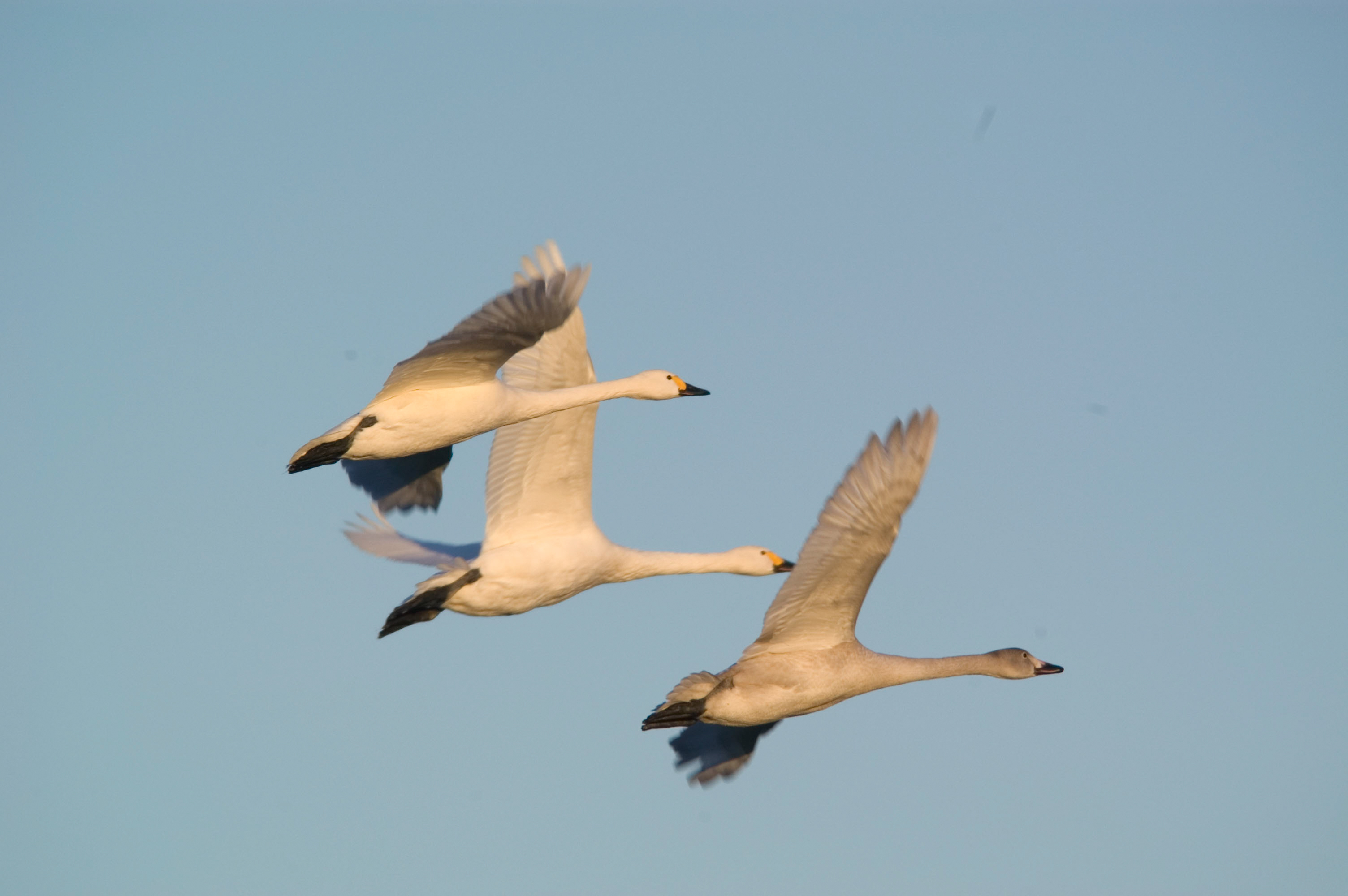 Winter survey count includes 14 Bewick's swans