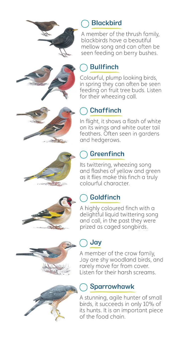 The Bird Song - Handy Finch