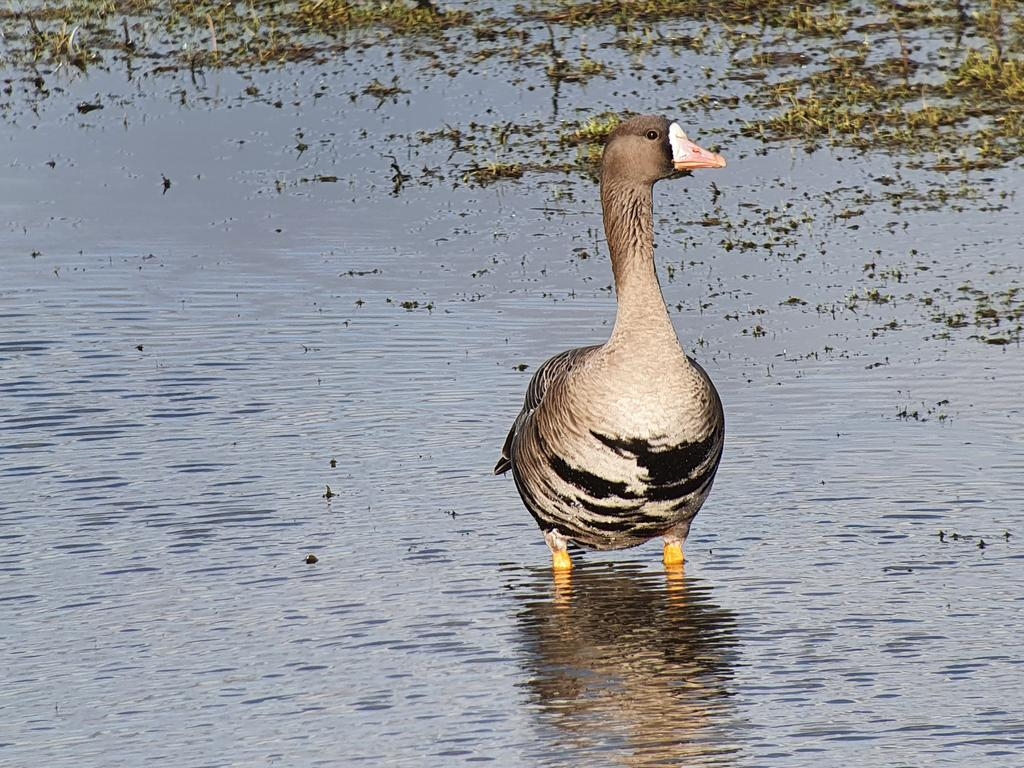 White-fronted Geese !