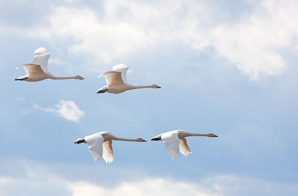 How the weather affects migratory birds