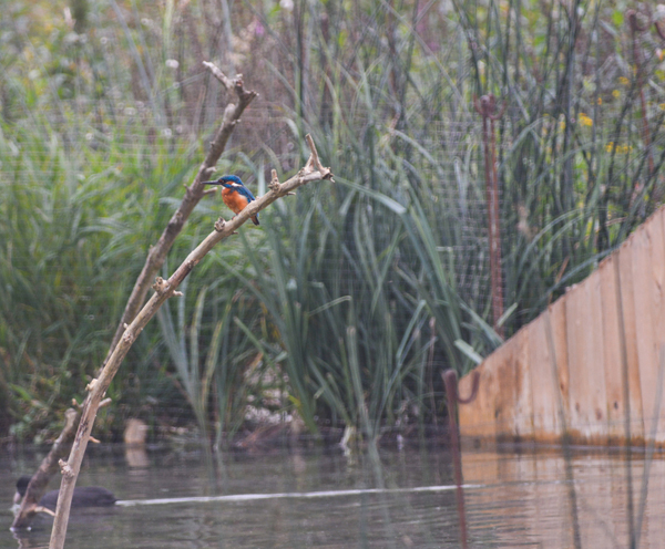 Kingfisher pair trying out our nesting bank