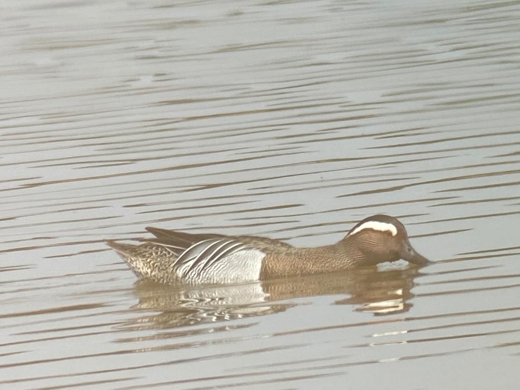 Look out for Garganey