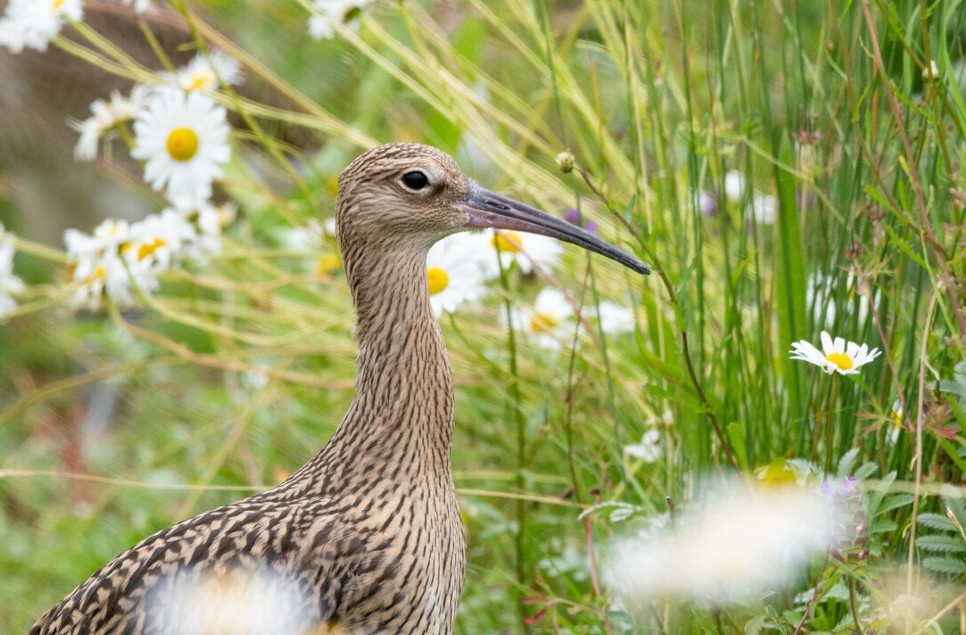 Curlew sightings are a sign of hope for 2021