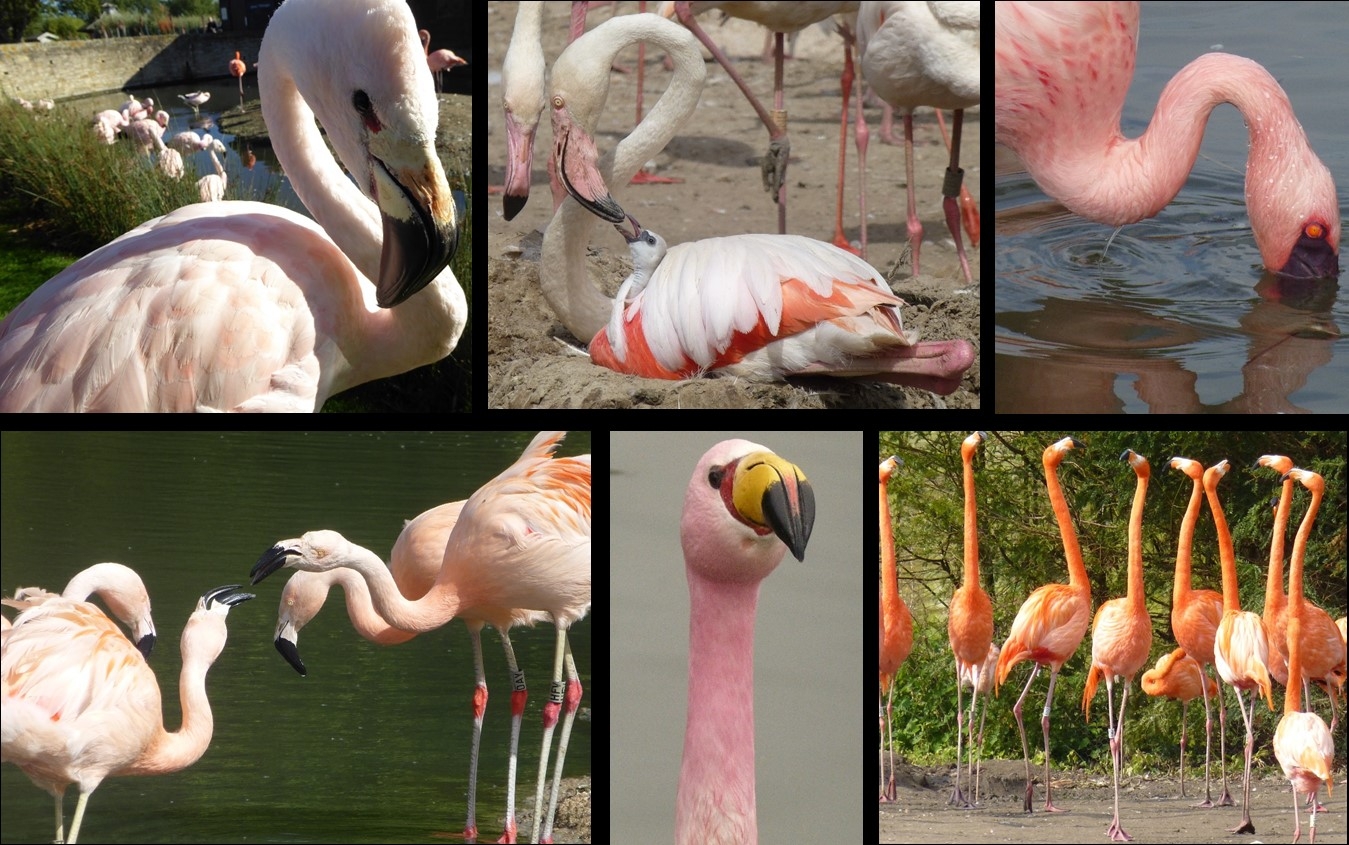 Celebrate flamingos and International Flamingo Day WWT