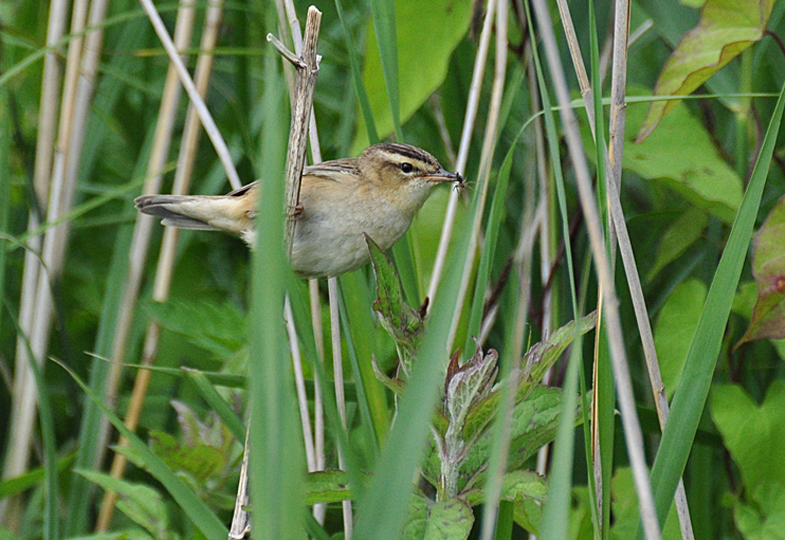 An arrival of Sedge Warblers?