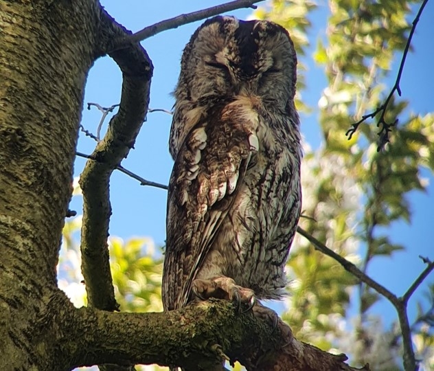 tawny owl cropped.jpg