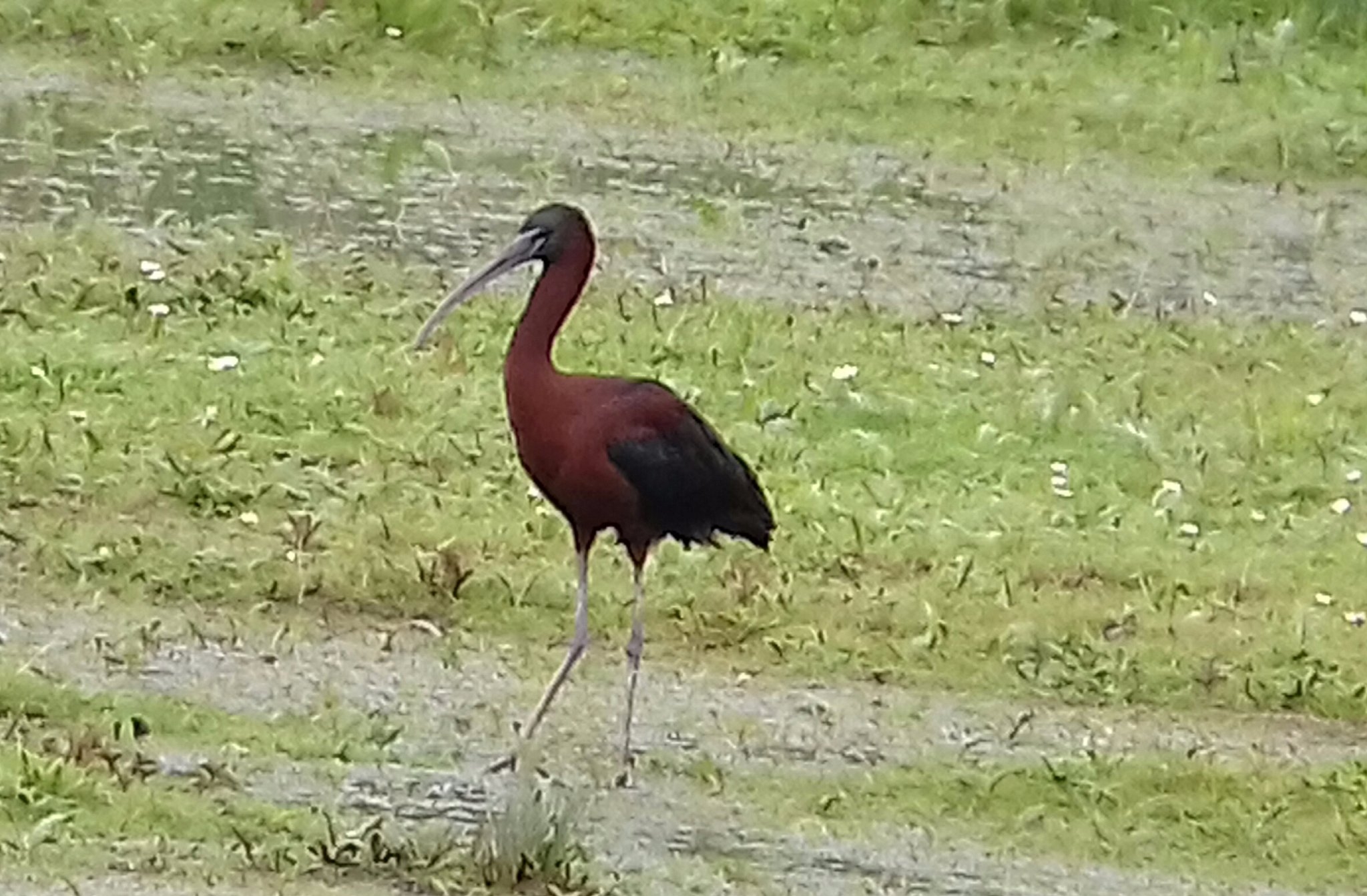 Mobile Glossy Ibis