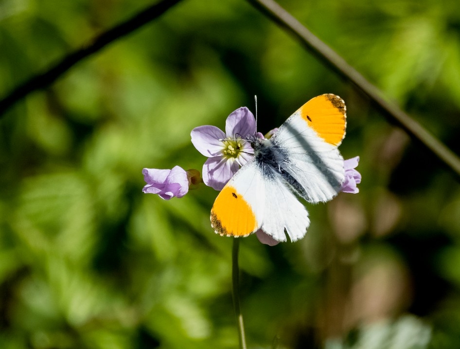 The Orange-tip and the Lady's Smock