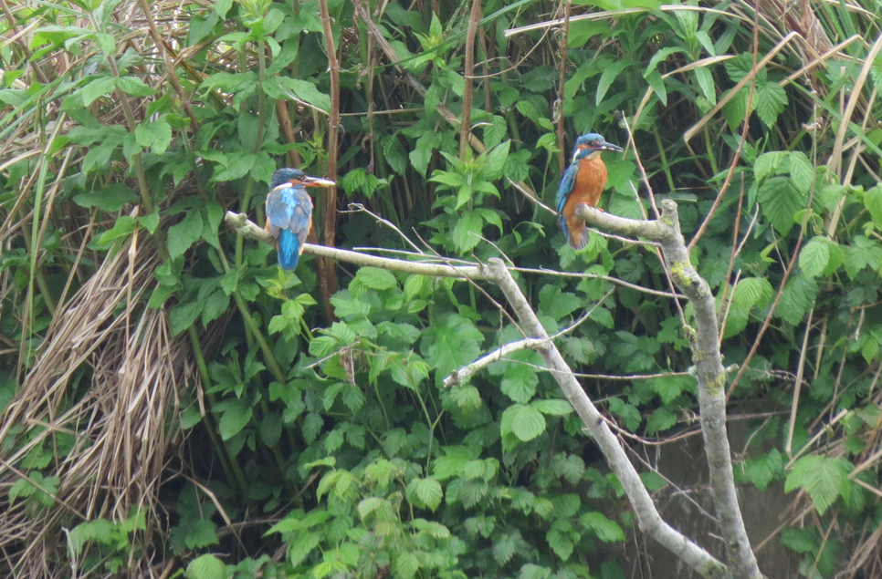 Kingfishers are feeding young