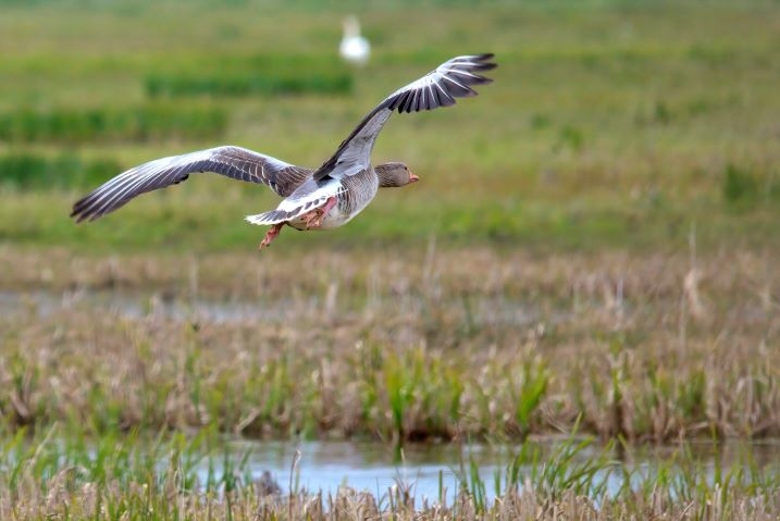 Welney sightings - 14/09/2026