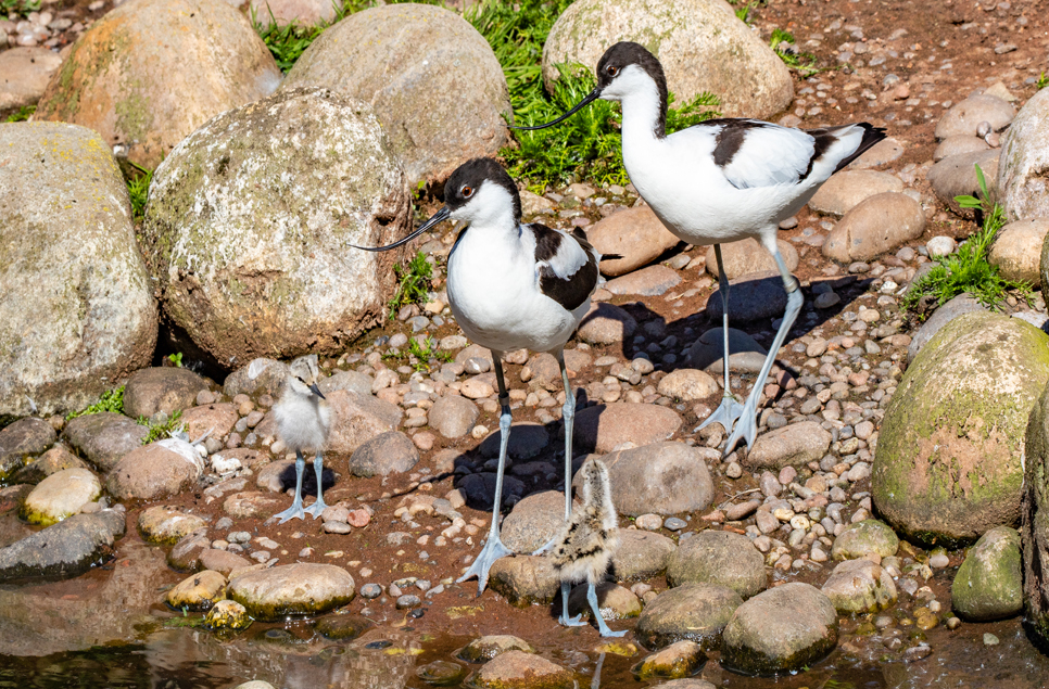 Breeding gulls and avocets makes this a great time to visit Martin Mere