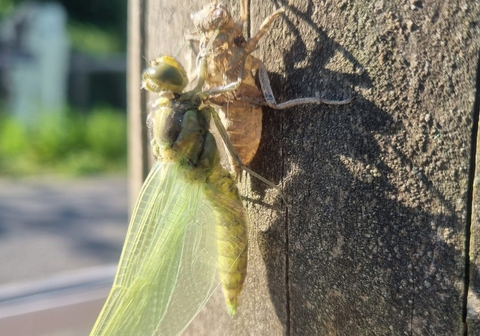 June bat, dragonfly & moth surveys