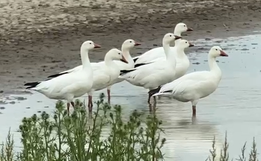 Surprise Snow Goose flock
