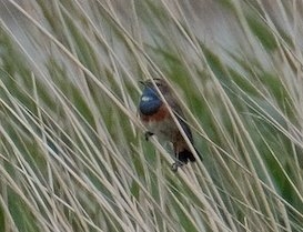 White-spotted Bluethroat 