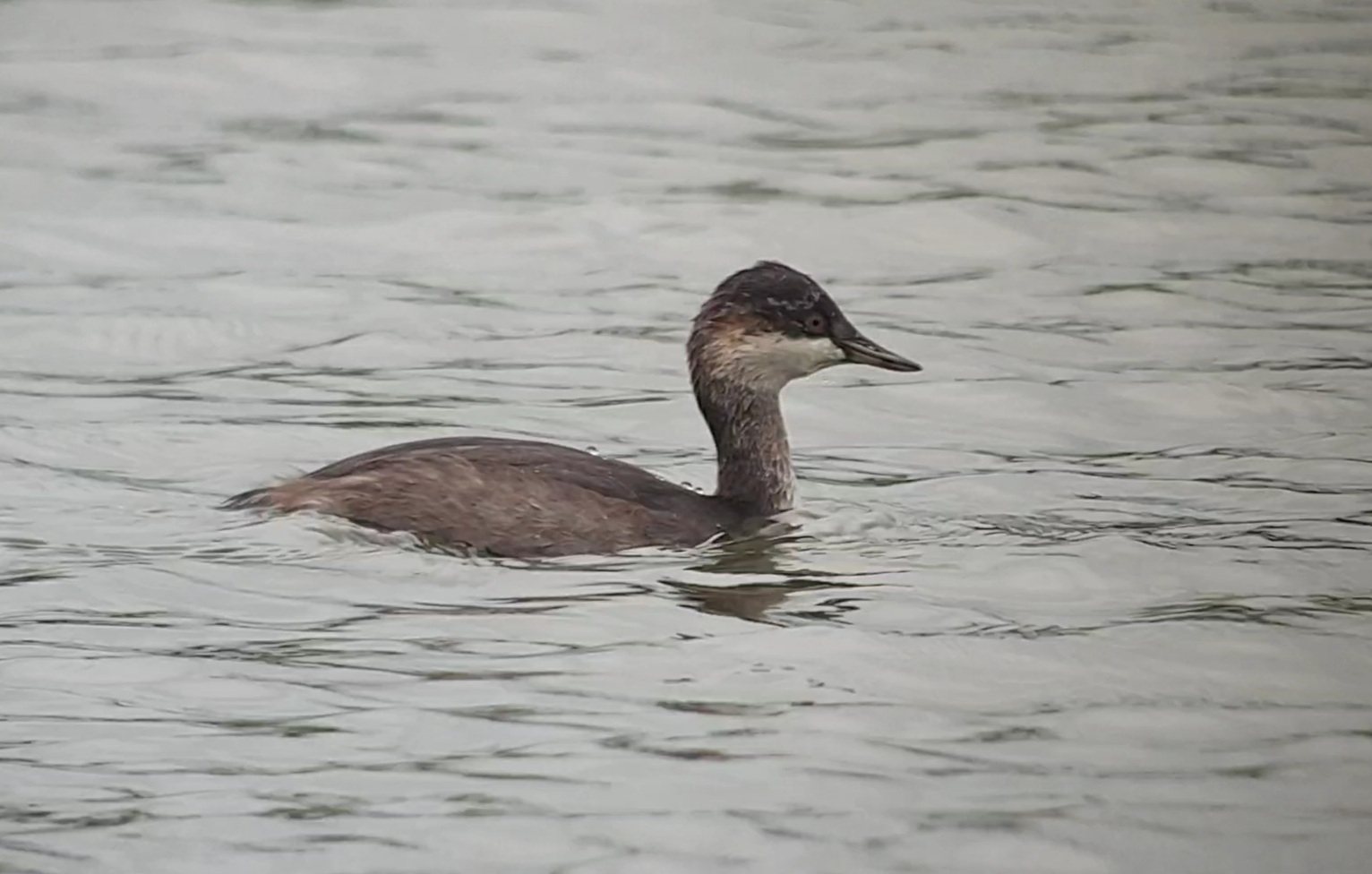 Black-necked Grebe on the South Lake