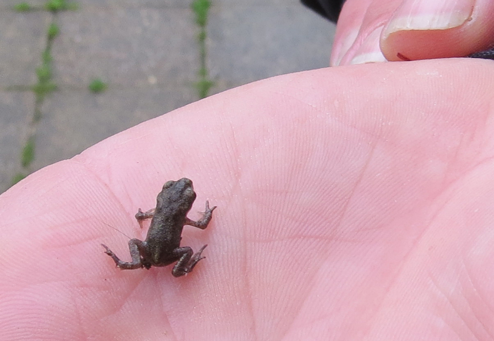 Toadlets emerge and survey results