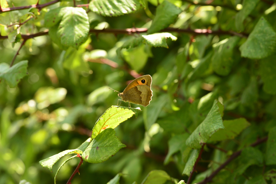 Mostly meadow browns on butterfly survey