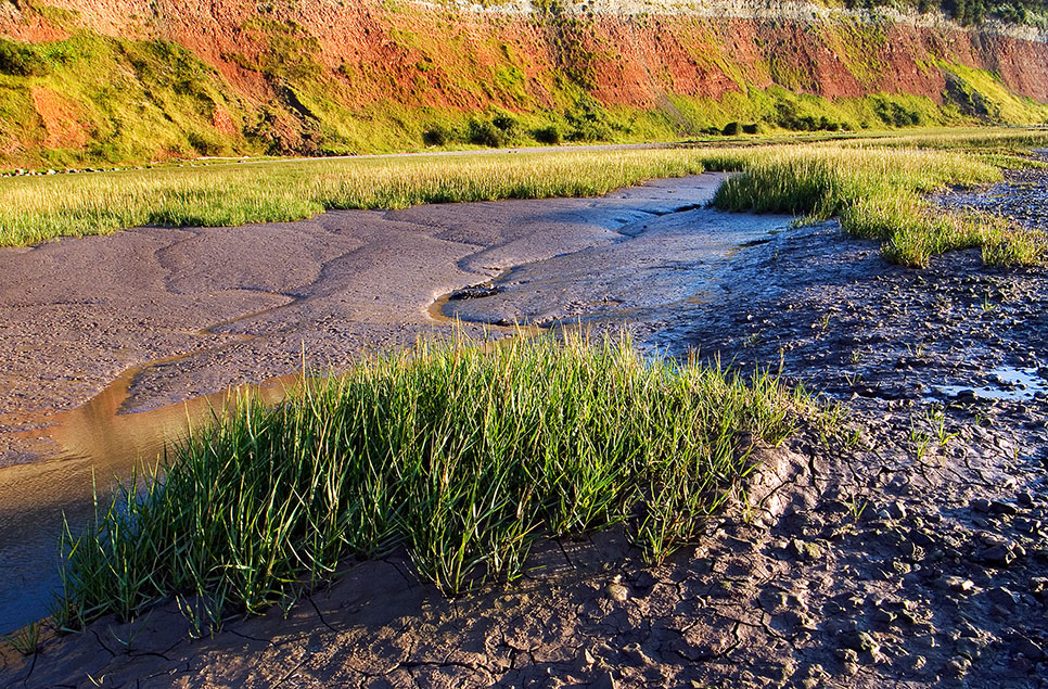 WWT joins group helping to unlock £1bn investment in restoration of saltmarshes