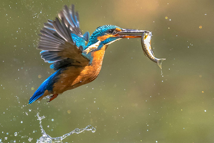 How wetlands work