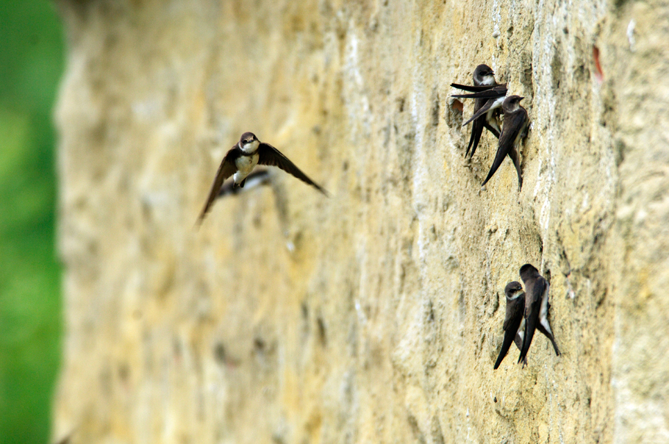 Sand martins in residence