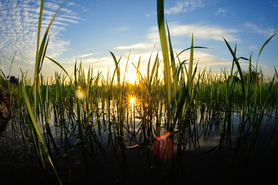 Wetlands Can! WWT Washington joins call to create more wetlands