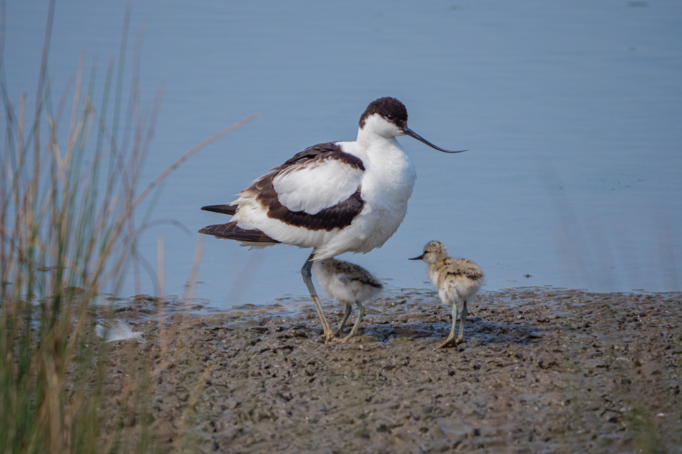 A mighty year for new life on Wader Lake