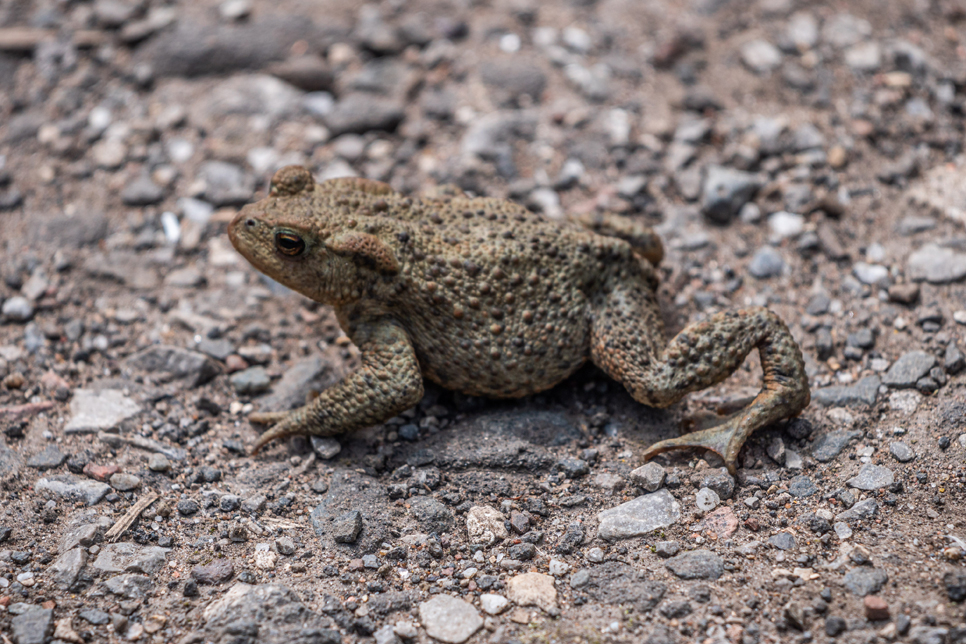 Walk With A Warden: March