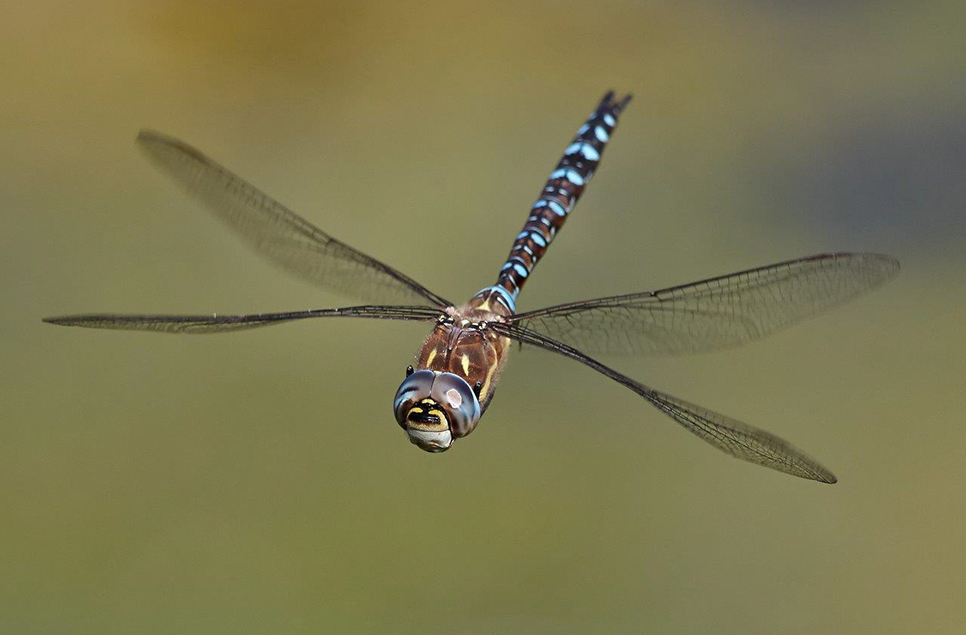 Martins moving through & sunny dragonflies