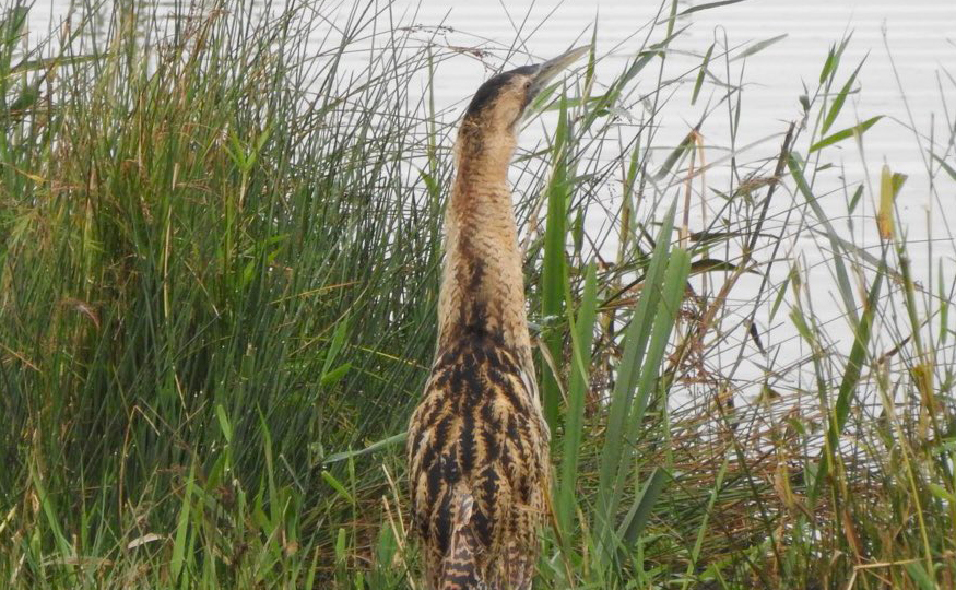 Look out for the Bittern