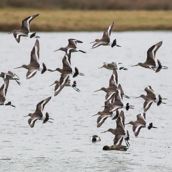 Llanelli Wetland Centre | WWT