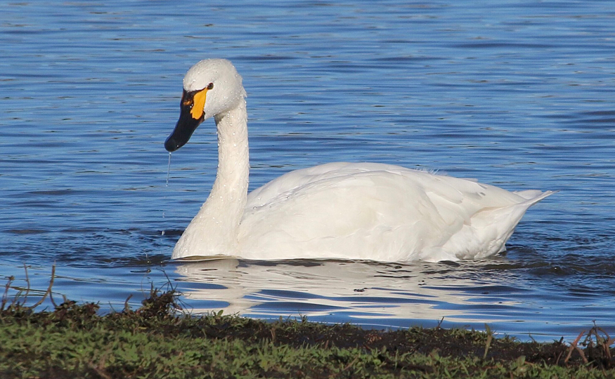 Our first Bewick's Swan has arrived