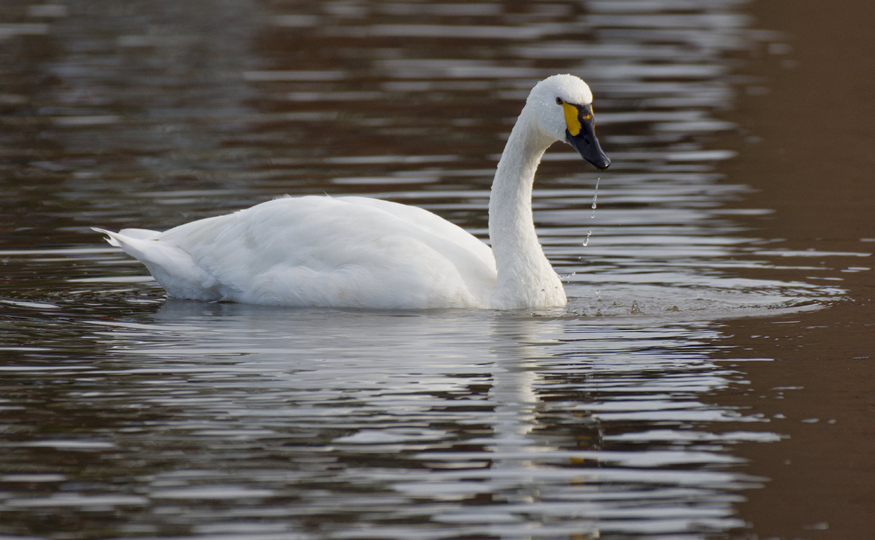 Rapid thaw and peak Bewick's Swan count
