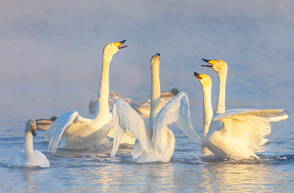 Your audio guide to winter wetland bird calls