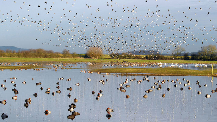 Visit WWT Slimbridge