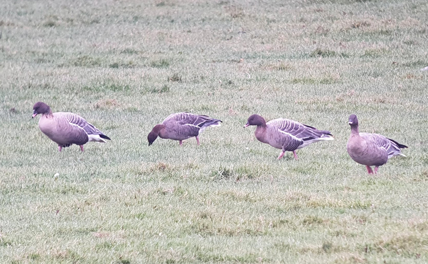 Pink Footed Geese Arrive Wwt