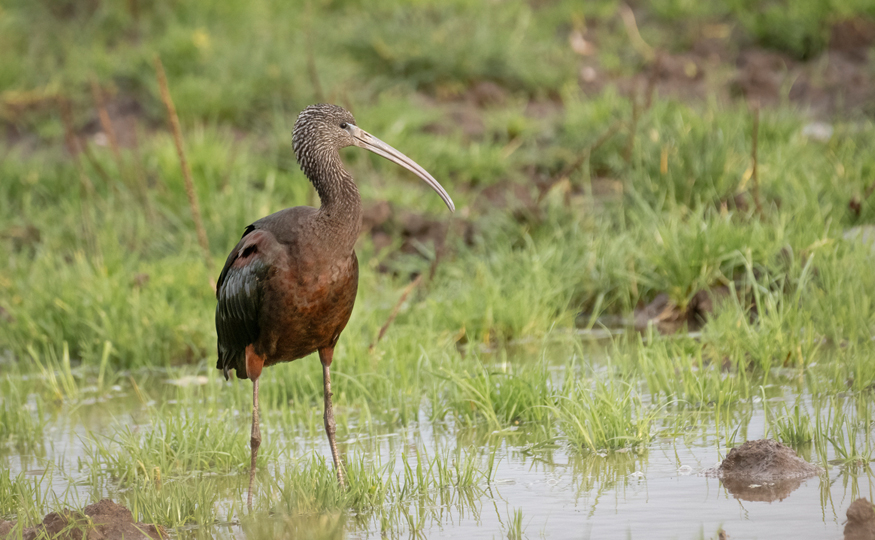 Glossy Ibis showing well