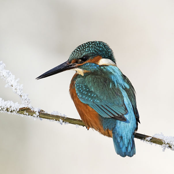 Wildlife at Arundel Wetland Centre | WWT