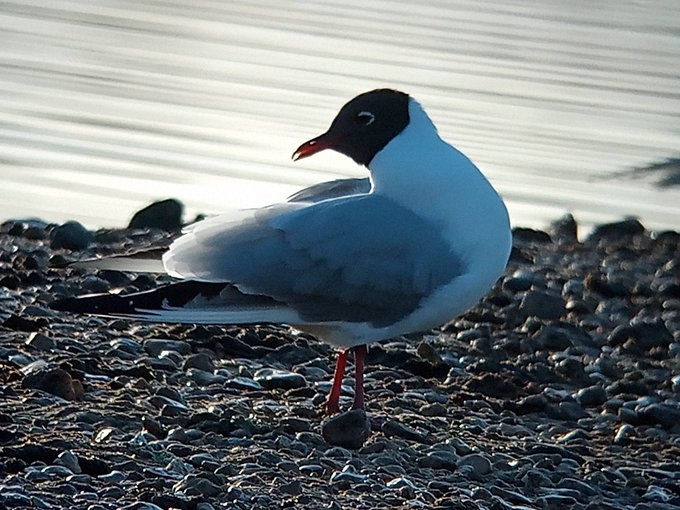 Black-headed Gulls on the South Lake breeding islands