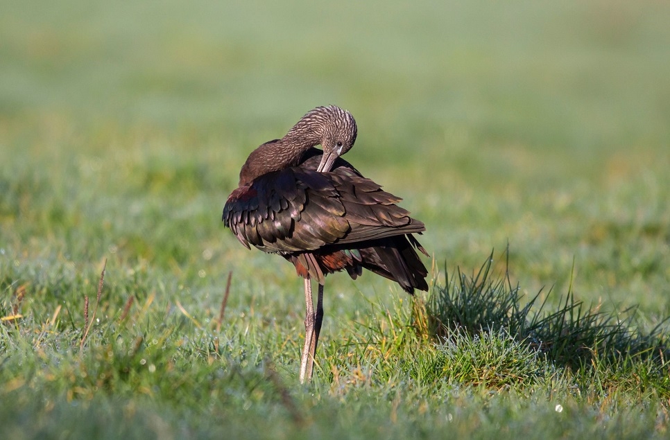 Two Glossy Ibis remain