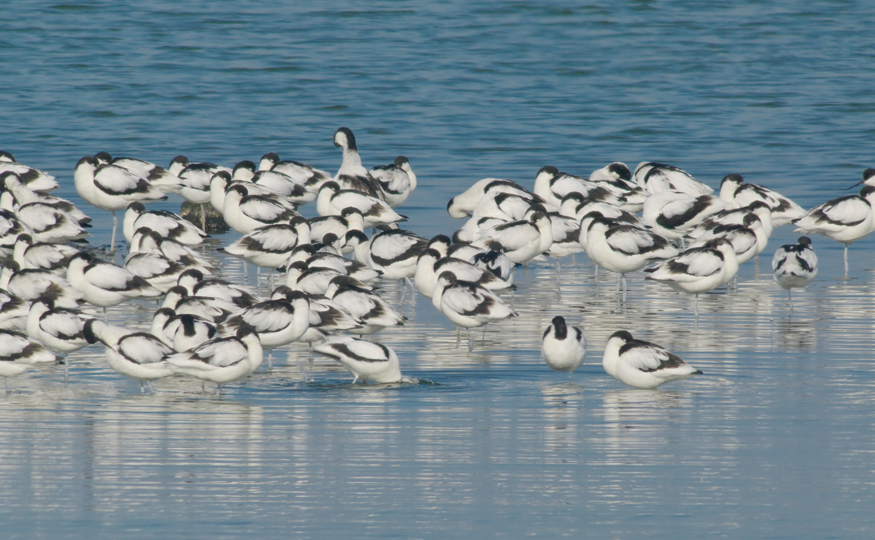 Avocets on the increase
