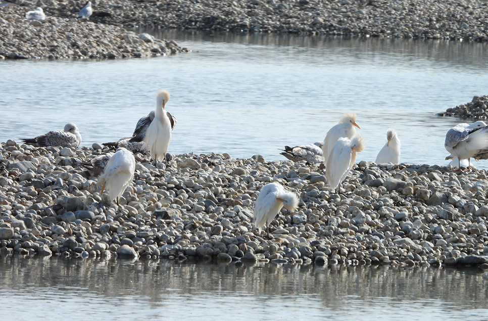 Great egret & a crowd of cattle egrets