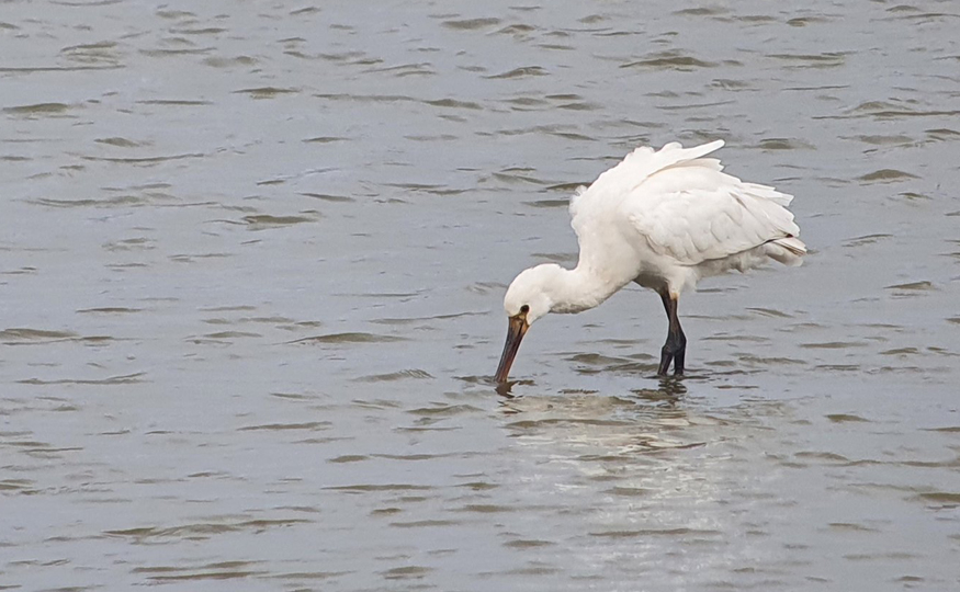 Yet another Spoonbill