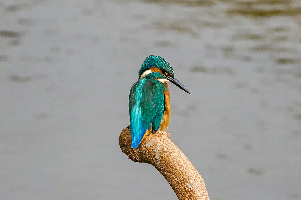 Kingfisher (2) 966x644.jpg