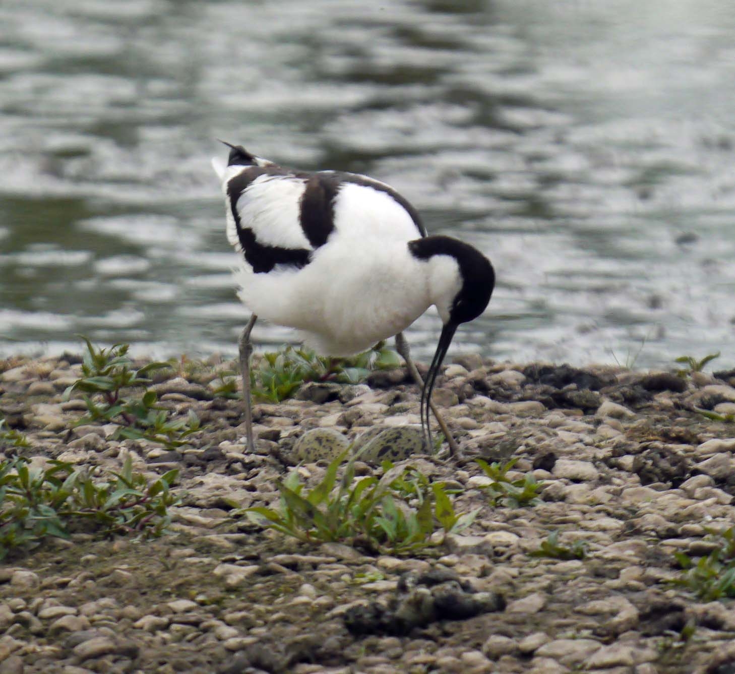 Passage and breeding waders 