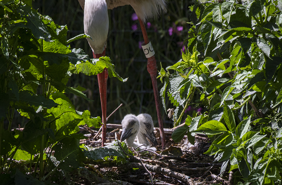 White stork chicks hatch at WWT Martin Mere Wetland Centre