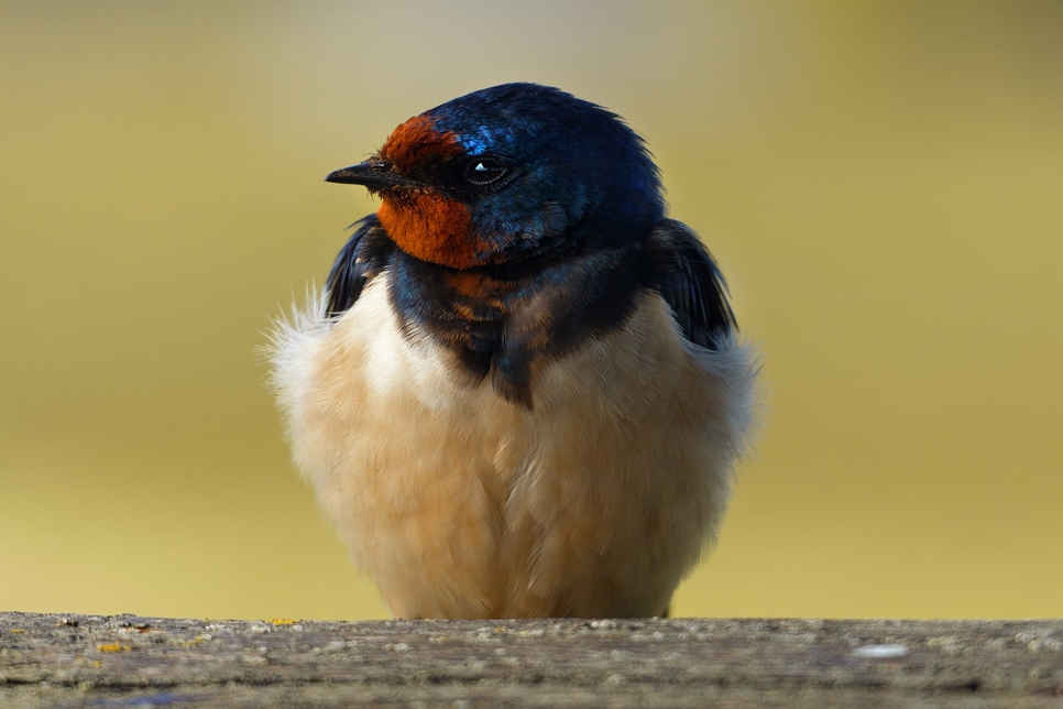 Celebrating spring migration this World Migratory Bird Day