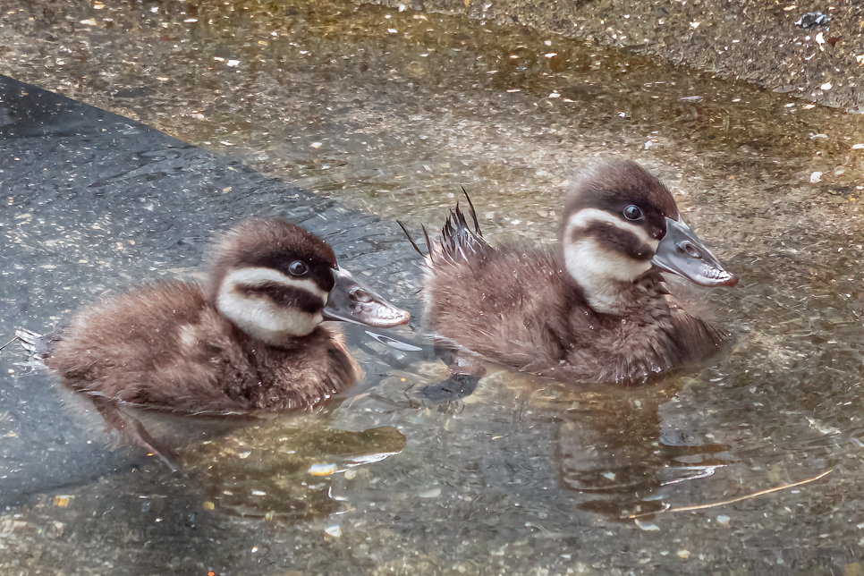Endangered ducklings now on show at specialist duckery